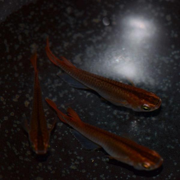 メダカ 琥珀めだか 稚魚10匹 コハクめだか Buyee Buyee Japanese Proxy Service Buy From Japan Bot Online