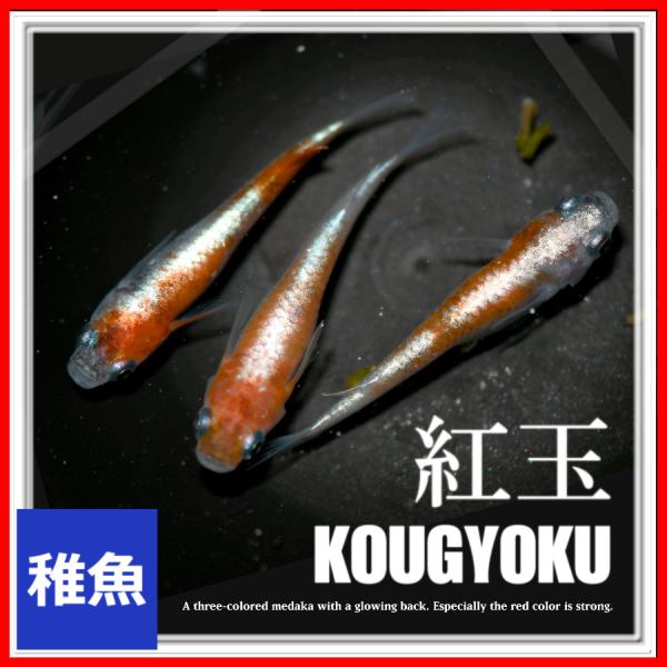 高級メダカ 現物 【朱紅玉 成魚】♂️１♀️２ 朱紅玉 メダカ めだか （Mサイズ） 2ペア / メダカ販売 めだか通販