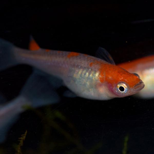 更紗 紅白めだか 稚魚匹 更紗メダカ Buyee Buyee 日本の通販商品 オークションの代理入札 代理購入