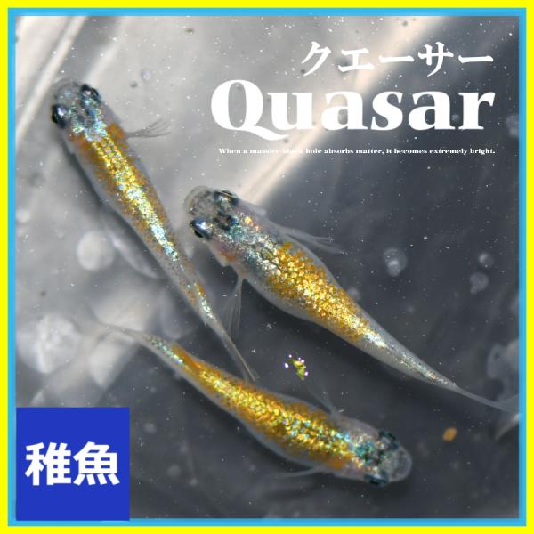 メダカ クエーサー メダカ 稚魚10匹 クエーサー めだか : めだかの市場