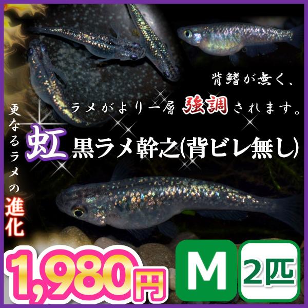 メダカ 虹 黒ラメ幹之背びれ無しメダカ Mサイズ2匹 Buyee Buyee Jasa Perwakilan Pembelian Barang Online Di Jepang