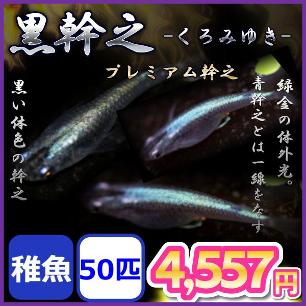 メダカ 黒幹之めだか 稚魚30匹 Kuromi50 めだかの市場 通販 Yahoo ショッピング