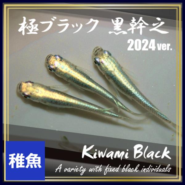 メダカ 2024ver.極ブラック黒幹之めだか 稚魚10匹 極みブラック メダカ 2024ver.極ブラック黒幹之めだか 稚魚10匹 極みブラック