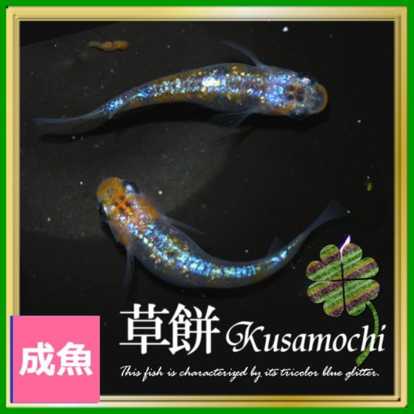 メダカ 草餅めだか Mサイズ3ペア+α 草餅メダカ : めだかの市場 - 通販