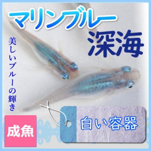 ■-----注意-----■※お送りさせて頂く商品はＭサイズ2〜4センチ程度(季節や在庫により変化)になります。【※写真は親です。(4センチ程度)成長後のイメージ個体です。】　固定率等や飼育環境の影響もあり成長後の姿を100％保証するもので...