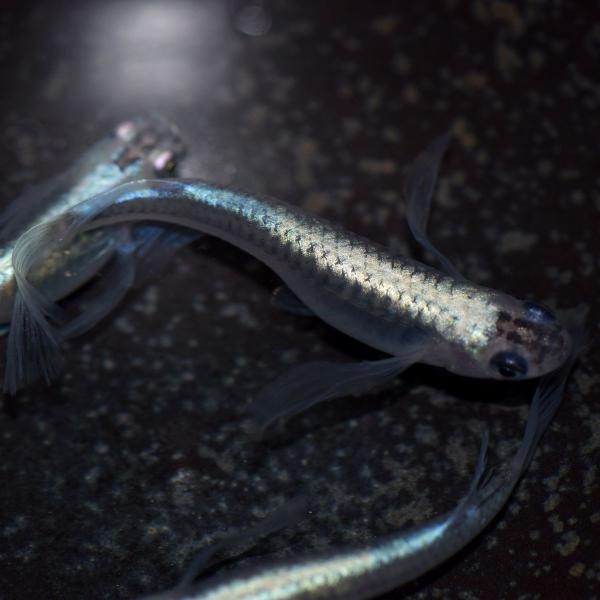 メダカ 松井ヒレ長 青幹之めだか 稚魚10匹 Buyee Buyee Japanese Proxy Service Buy From Japan Bot Online