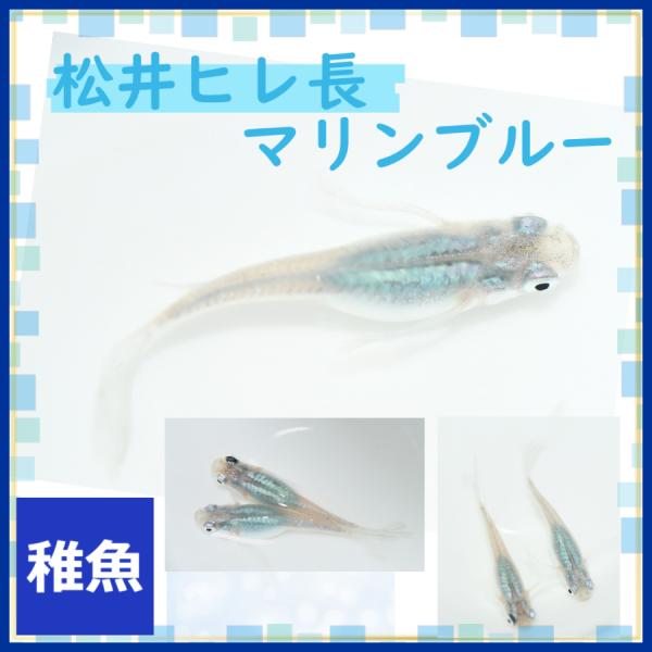 ■-----注意-----■※こちらの商品は未選別稚魚になります。　写真は親やLサイズ(4センチ程度)特徴が出た個体になります。固定率等や飼育環境の影響もあり成長後の姿を100％保証するものではございません。■-----特徴-----■松井...