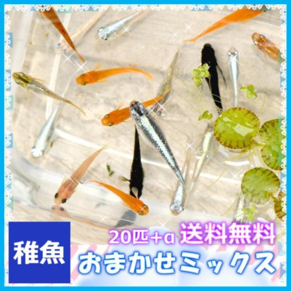 ■-----注意-----■※こちらの商品は稚魚になります。　写真は親やLサイズ(4センチ程度)特徴が出た個体になります。固定率等や飼育環境の影響もあり成長後の姿を100％保証するものではございません。■-----特徴-----■様々なメダ...