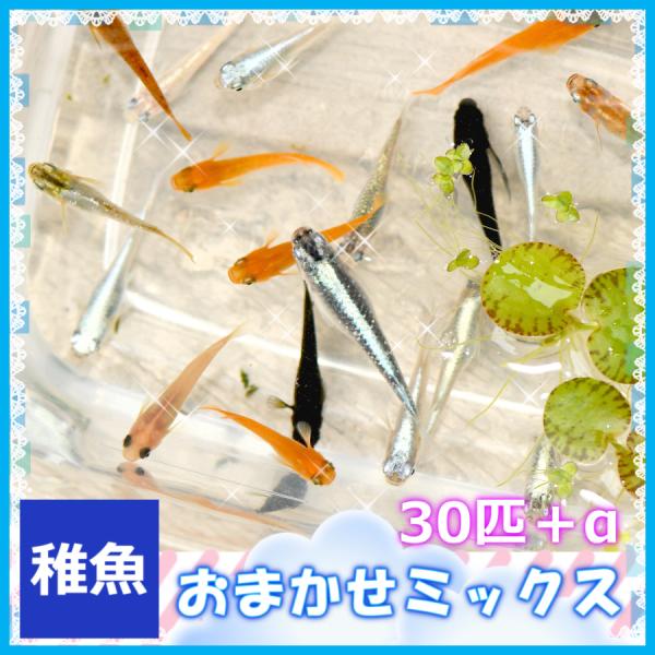 おまかせミックスめだか 稚魚 30匹セット / メダカ