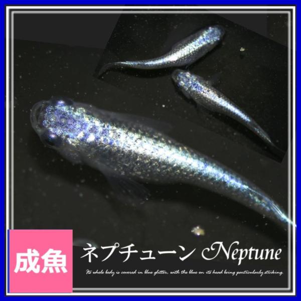 medakanoichiba_neputyu-nnm5