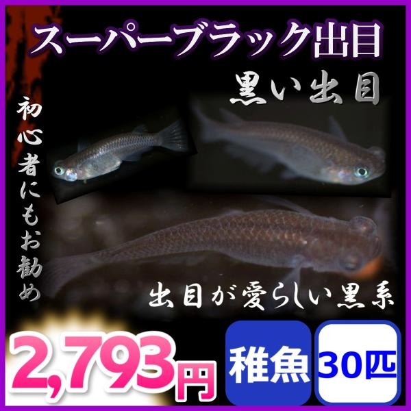 メダカ スーパーブラック出目めだか 稚魚30匹 Ogawademe30 めだかの市場 通販 Yahoo ショッピング