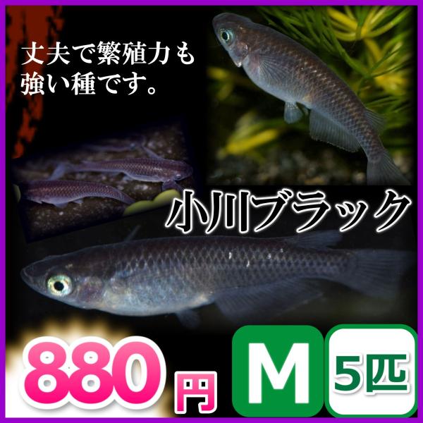 メダカ 小川ブラックめだか Mサイズ5匹 Ogawam5 めだかの市場 通販 Yahoo ショッピング