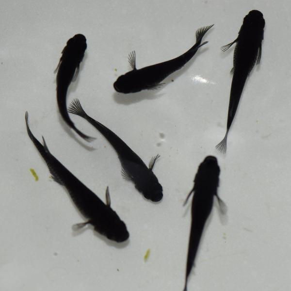 メダカ オロチめだか 極黒 稚魚匹 Buyee Buyee Japanese Proxy Service Buy From Japan Bot Online