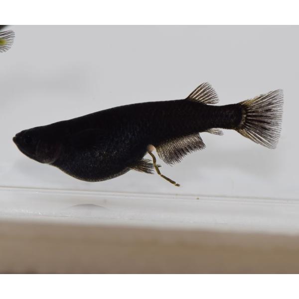 メダカ オロチめだか 極黒 稚魚匹 Buyee Buyee 일본 통신 판매 상품 옥션의 대리 입찰 대리 구매 서비스