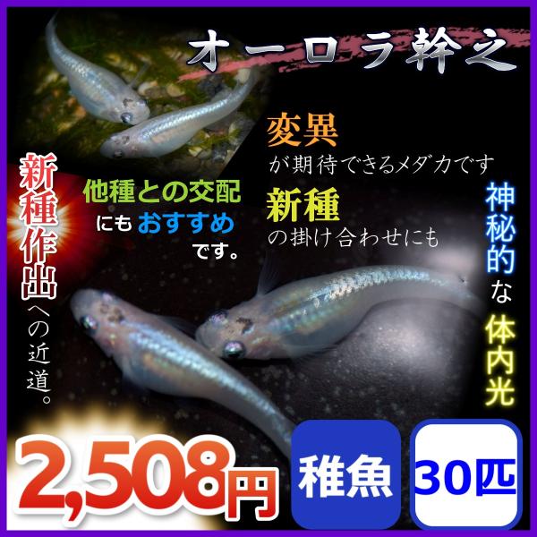 メダカ オーロラ幹之めだか 稚魚30匹 Orora60 めだかの市場 通販 Yahoo ショッピング