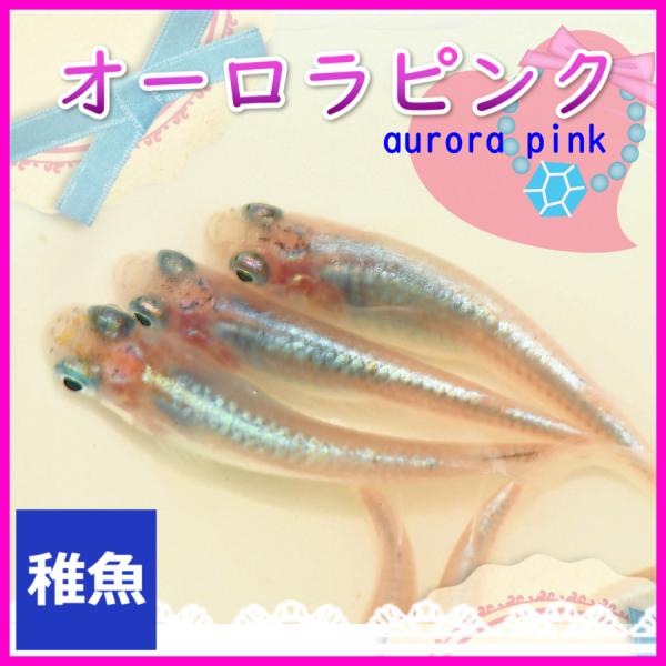■-----注意-----■※こちらの商品は未選別稚魚になります。　写真は親やLサイズ(4センチ程度)特徴が出た個体になります。固定率等や飼育環境の影響もあり成長後の姿を100％保証するものではございません。■-----特徴-----■オー...