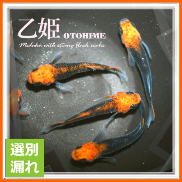 ■-----注意-----■※お送りさせて頂く商品はＭサイズ2〜4センチ程度(季節や在庫により変化)になります。【※写真は親や種の代表的な個体になります】■-----商品特徴-----■※写真は親や種の代表的な個体になります。お送りさせて頂...