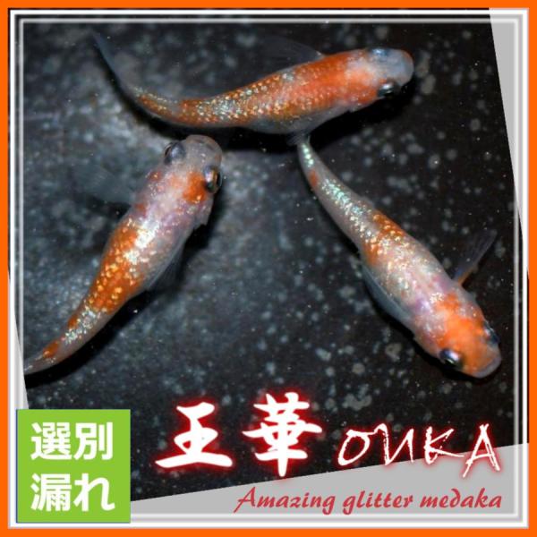 選別漏れ 王華めだか 選別漏れMサイズ10匹＋α 王華めメダカ : めだかの