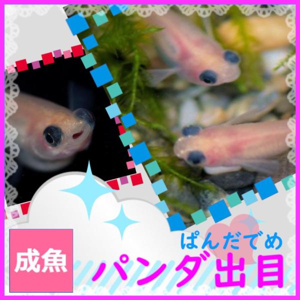 ■-----注意-----■※お送りさせて頂く商品はＭサイズ2〜4センチ程度(季節や在庫により変化)になります。【※写真は親です。(4センチ程度)成長後のイメージ個体です。】　固定率等や飼育環境の影響もあり成長後の姿を100％保証するもので...