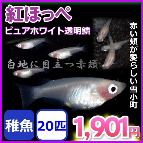 メダカ 紅ほっぺ 白透明鱗めだか 稚魚匹 Buyee Buyee Japanese Proxy Service Buy From Japan Bot Online