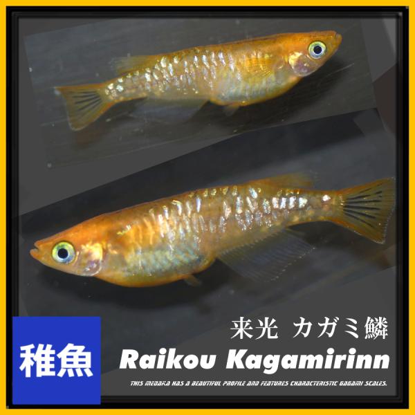 ■-----注意-----■※こちらの商品は未選別稚魚になります。　写真は親やLサイズ(4センチ程度)特徴が出た個体になります。固定率等や飼育環境の影響もあり成長後の姿を100％保証するものではございません。■-----特徴-----■黒幹...