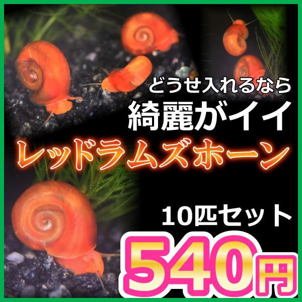 ■-----特徴-----■綺麗な赤い水槽掃除貝。食べ残しからコケまでどんどん食べてくれます。美しい赤い体が水槽に映え、水槽を彩ってくれる為、卵を産む巻貝ですが例外的に人気がある貝です。飼育も簡単で、ある程度水深があれば氷の張る環境でも生存...