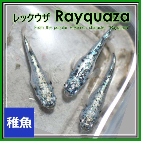 medakanoichiba_rekkuuza10