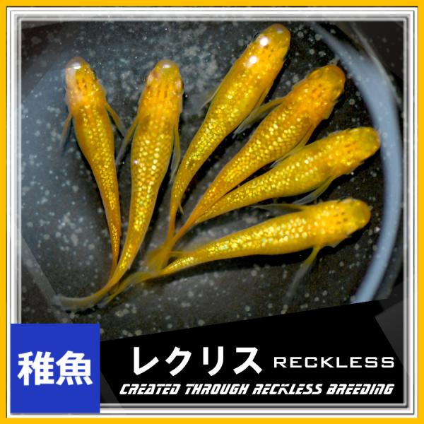 ■-----注意-----■※こちらの商品は未選別稚魚になります。　写真は親やLサイズ(4センチ程度)特徴が出た個体になります。固定率等や飼育環境の影響もあり成長後の姿を100％保証するものではございません。■-----特徴-----■レク...