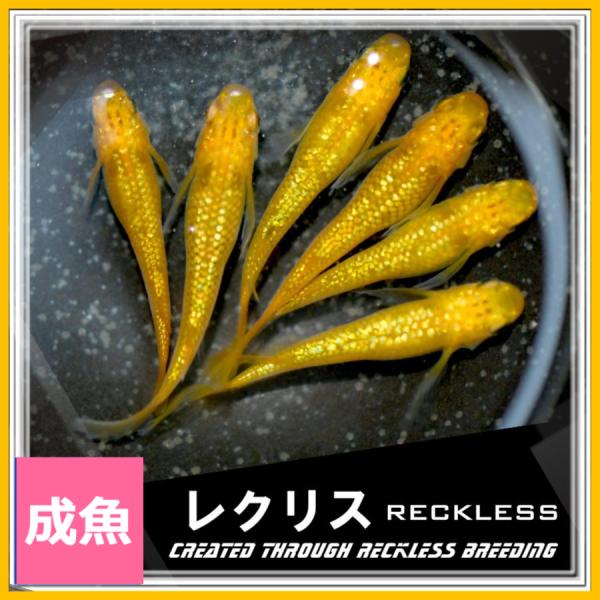 medakanoichiba_rekurisum5