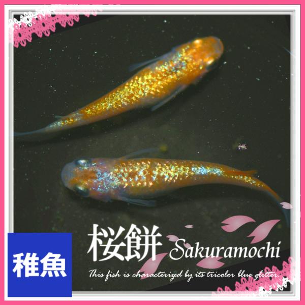 メダカワズミ、藤煌、ミッドナイト、極上桜餅めだか メダカ 桜餅めだか 稚魚10匹 桜餅メダカ : めだかの市場 - 通販