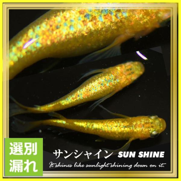 medakanoichiba_sannshainnf1m10