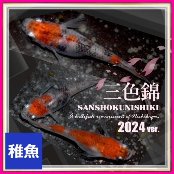 朱赤三色錦透明鱗メダカ 稚魚10匹/三色めだか :sannshoku10:めだかの市場 - 通販 - Yahoo!ショッピング 朱赤三色錦透明鱗メダカ 稚魚10匹/三色めだか :sannshoku10:めだかの市場 - 通販 - Yahoo!ショッピング