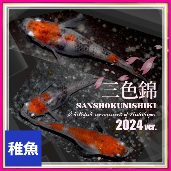 ■-----注意-----■※こちらの商品は稚魚になります。　写真は親やLサイズ(4センチ程度)特徴が出た個体になります。固定率等や飼育環境の影響もあり成長後の姿を100％保証するものではございません。■-----特徴-----■三色錦メダ...