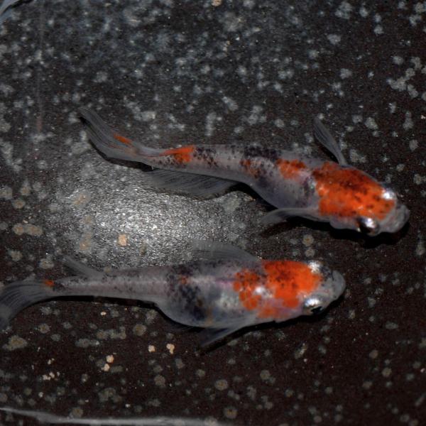 朱赤三色錦透明鱗メダカ 稚魚10匹/三色めだか /【Buyee】 朱赤三色錦透明鱗メダカ 稚魚10匹/三色めだか /【Buyee】