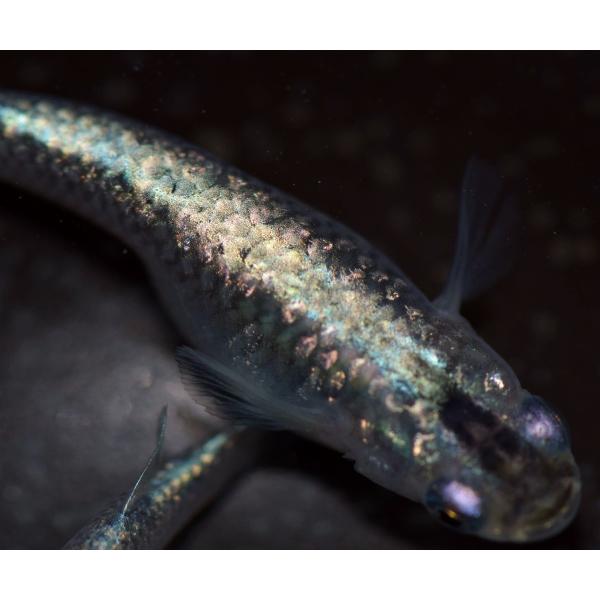 メダカ 星河 青ラメ幹之めだか Mサイズ5匹 Buyee Buyee Japanese Proxy Service Buy From Japan Bot Online