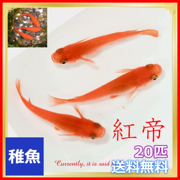 送料無料/紅帝 楊貴妃メダカ 稚魚20匹セット/ メダカ