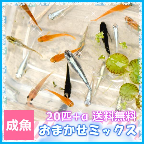 メダカ 送料無料/おまかせミックスめだか Mサイズ20匹+α セット メダカ 送料無料/おまかせミックスめだか Mサイズ20匹+α セット