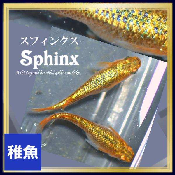 ■-----注意-----■※こちらの商品は未選別稚魚になります。　写真は親やLサイズ(4センチ程度)特徴が出た個体になります。固定率等や飼育環境の影響もあり成長後の姿を100％保証するものではございません。■-----特徴-----■スフ...