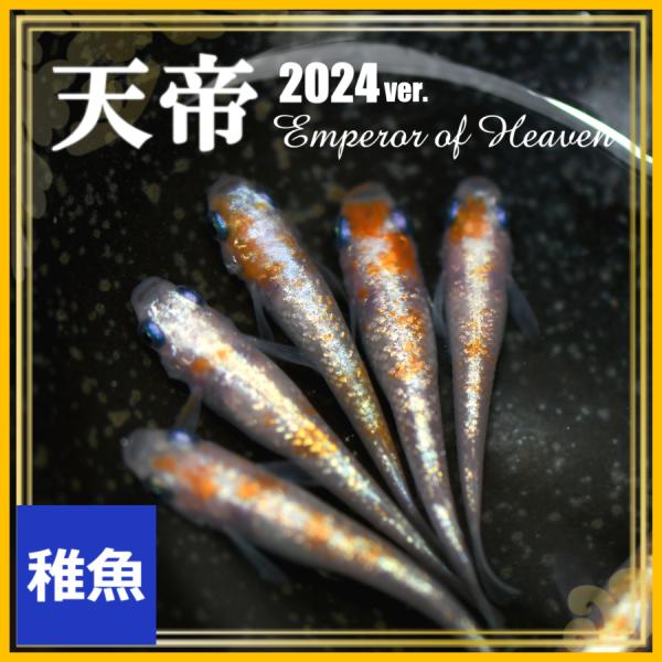 メダカ稚魚10 匹　 おまかせミックスめだか 稚魚 10匹セット / メダカ : めだかの市場