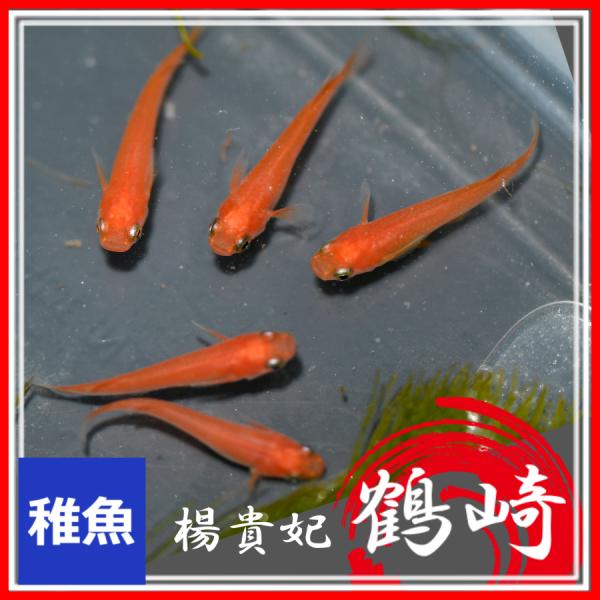 ■-----注意-----■※こちらの商品は未選別稚魚になります。　写真は親やLサイズ(4センチ程度)特徴が出た個体になります。固定率等や飼育環境の影響もあり成長後の姿を100％保証するものではございません。■-----特徴-----■鶴崎...