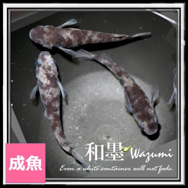 メダカ 和墨めだか Mサイズ3ペア+α 和墨メダカ : めだかの市場