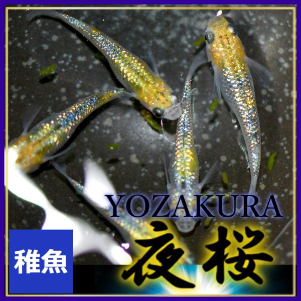 ■-----注意-----■※こちらの商品は未選別稚魚になります。　写真は親やLサイズ(4センチ程度)特徴が出た個体になります。固定率等や飼育環境の影響もあり成長後の姿を100％保証するものではございません。■-----特徴-----■夜桜...