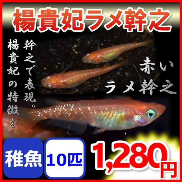 楊貴妃ラメ幹之メダカ 楊貴妃ラメみゆきメダカ 稚魚匹 Yrame めだかの市場 通販 Yahoo ショッピング