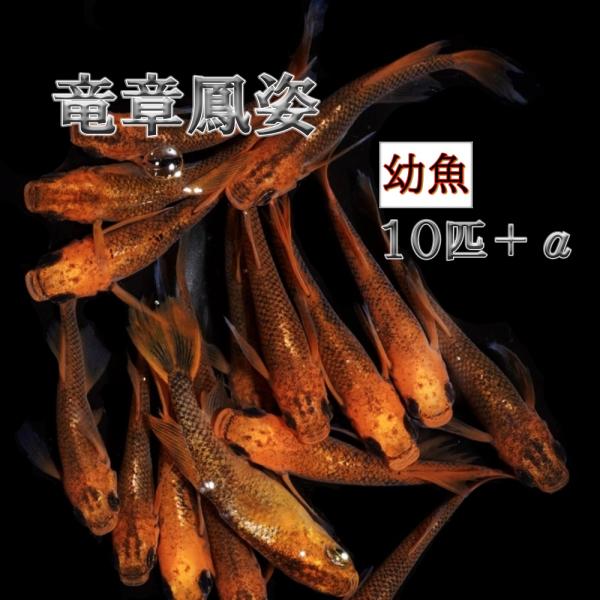 ヒレ長で優雅に泳ぐ姿は感動します