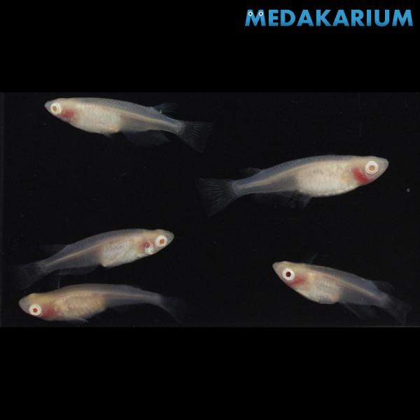 メダカ アルビノ紅ほっぺ メダカ めだか めだか 2ペア+オス 生体 レビュー特典（産卵床＆餌）あり