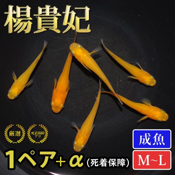 メダカ 楊貴妃 めだか 1ペア+α 生体 成魚 レビュー特典（産卵床＆餌）あり