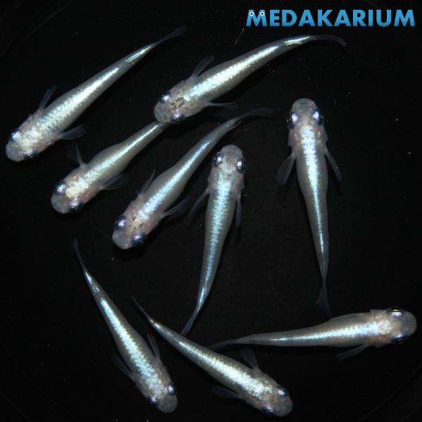 メダカ オーロラ幹之 メダカ めだか めだか 4ペア+メス 生体 レビュー特典（産卵床＆餌）あり