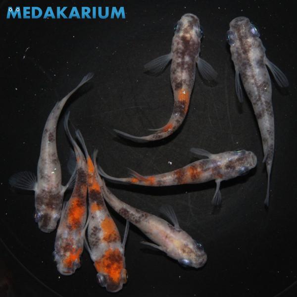 メダカ あけぼの（非透明鱗三色） メダカ めだか めだか 3ペア+オス 生体 レビュー特典（産卵床＆餌）あり