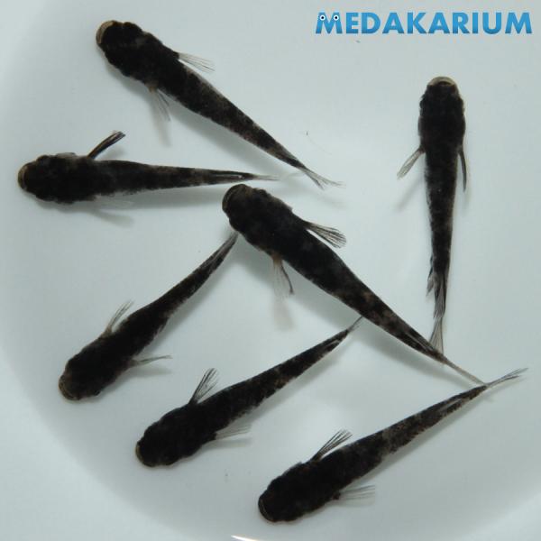 メダカ 和墨 メダカ めだか めだか 2ペア+メス3 生体 レビュー特典（産卵床＆餌）あり