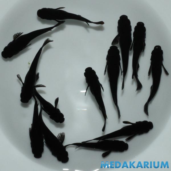 メダカ 黒夢（クム） メダカ めだか （1） めだか 6ペア+メス 生体 レビュー特典（産卵床＆餌）あり